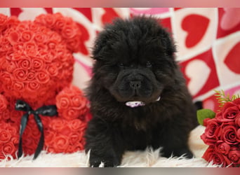 Bezaubernde & Gesunde Chow Chow Welpen auf Familiensuche
