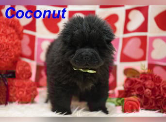 Bezaubernde & Gesunde Chow Chow Welpen auf Familiensuche