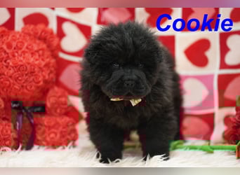 Bezaubernde & Gesunde Chow Chow Welpen auf Familiensuche