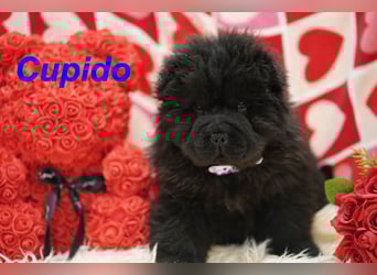 Bezaubernde & Gesunde Chow Chow Welpen auf Familiensuche