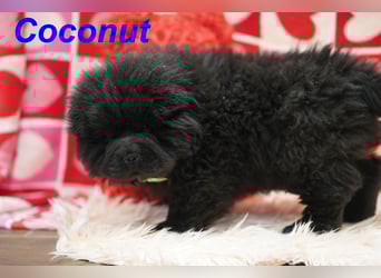 Bezaubernde & Gesunde Chow Chow Welpen auf Familiensuche