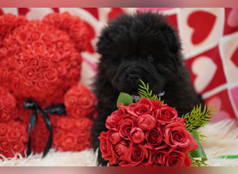 Bezaubernde & Gesunde Chow Chow Welpen auf Familiensuche