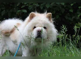 Trixie, Chow Chow, geb. 2016, ausführliche Beschreibung folgt
