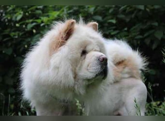 Trixie, Chow Chow, geb. 2016, ausführliche Beschreibung folgt