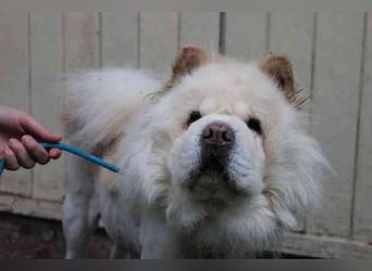Trixie, Chow Chow, geb. 2016, ausführliche Beschreibung folgt