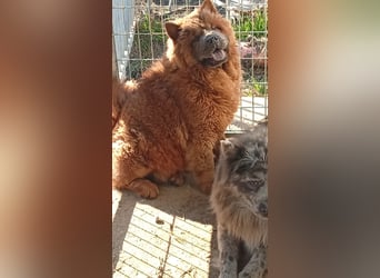 Csucsu, bildhübsche ChowChow Hündin geb. 2024