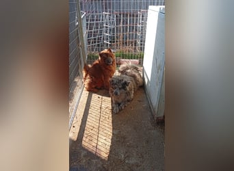 Csucsu, bildhübsche ChowChow Hündin geb. 2024