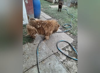 Fahej, schüchterne Chow-Chow Hündin geb. 2020