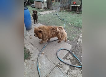 Fahej, schüchterne Chow-Chow Hündin geb. 2020
