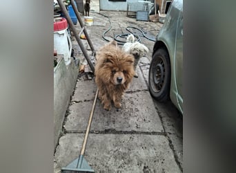 Fahej, schüchterne Chow-Chow Hündin geb. 2020
