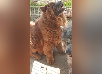 Csucsu, bildhübsche ChowChow Hündin geb. 2024