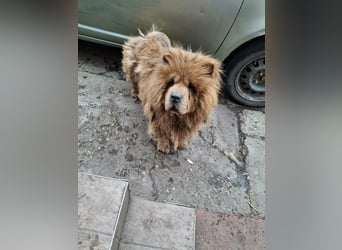 Fahej, schüchterne Chow-Chow Hündin geb. 2020