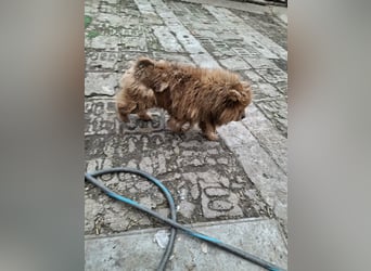 Fahej, schüchterne Chow-Chow Hündin geb. 2020