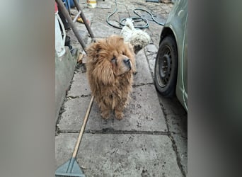 Fahej, schüchterne Chow-Chow Hündin geb. 2020