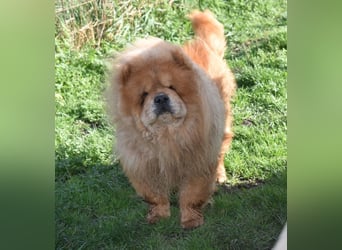 Johny sucht Menschen mit großem Herz