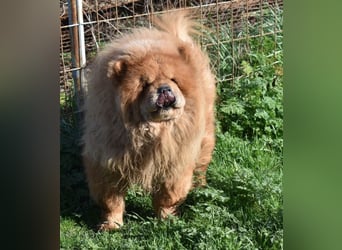 Johny sucht Menschen mit großem Herz