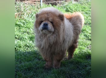 Johny sucht Menschen mit großem Herz