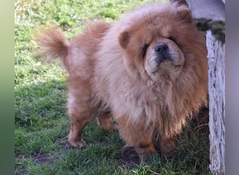 Johny sucht Menschen mit großem Herz