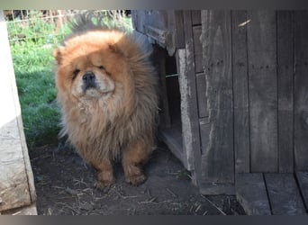 Johny sucht Menschen mit großem Herz