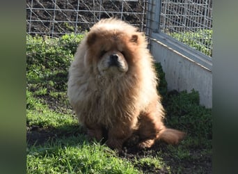 Johny sucht Menschen mit großem Herz