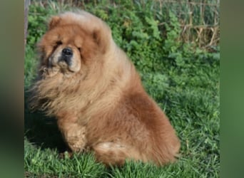 Johny sucht Menschen mit großem Herz