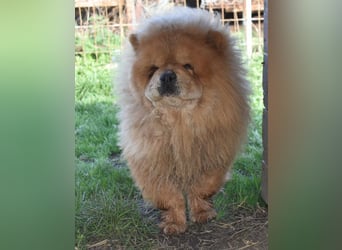 Johny sucht Menschen mit großem Herz