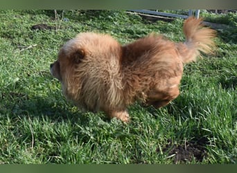 Johny sucht Menschen mit großem Herz