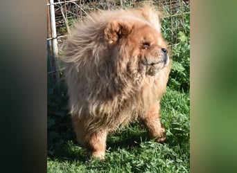 Johny sucht Menschen mit großem Herz