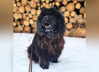 Teddy - ist ein Gartenfan