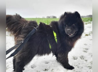 Teddy - ist ein Gartenfan