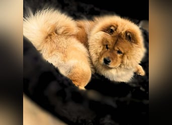 Kimbo - ein Chow-Chow