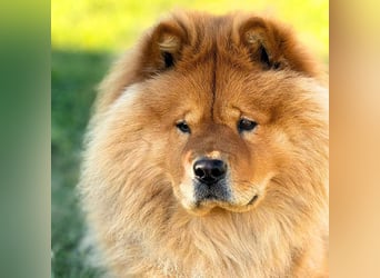 Kimbo - ein Chow-Chow