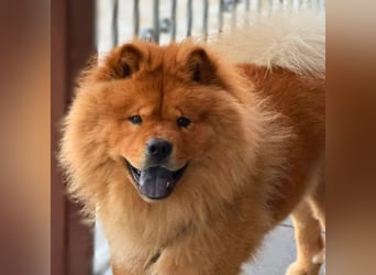 Kimbo - ein Chow-Chow