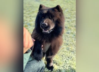 Teddy - suchen ein für immer Zuhause