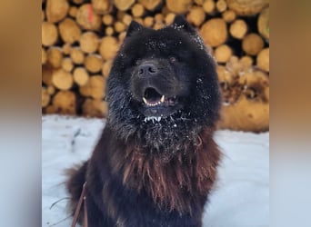 Teddy - suchen ein für immer Zuhause