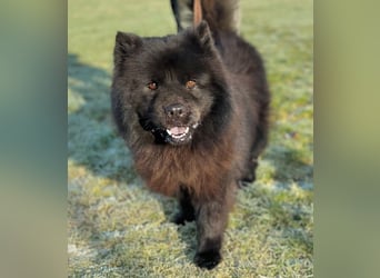 Teddy - suchen ein für immer Zuhause