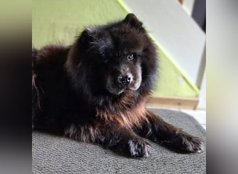 Teddy - suchen ein für immer Zuhause