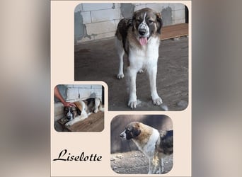 Big is beautiful - Liselotte stellt sich vor