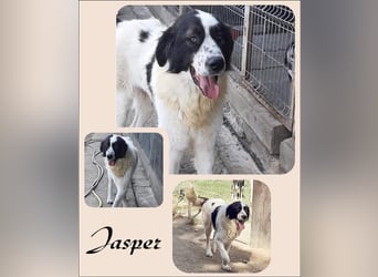 Big is beautiful - Jasper stellt sich vor