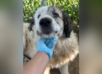 Bello - Altersruhesitz gesucht