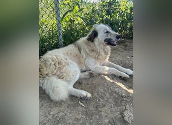 Bello - Altersruhesitz gesucht