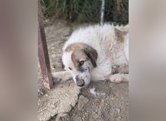 Bello - Altersruhesitz gesucht