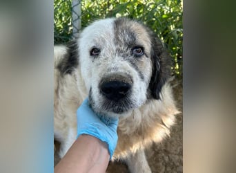 Bello - Altersruhesitz gesucht