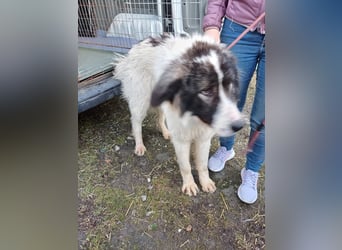 Rocky - freundlicher Riese