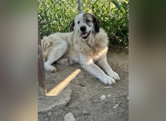 Bello - Altersruhesitz gesucht