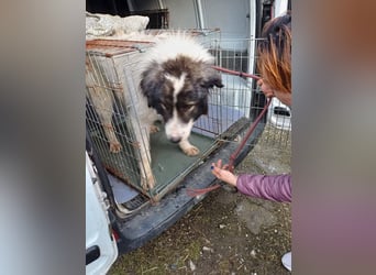 Rocky - freundlicher Riese