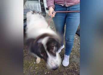 Rocky - freundlicher Riese