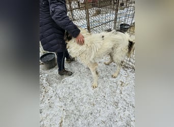 Rocky - katzenverträglich