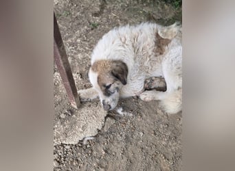 Bello - Altersruhesitz gesucht