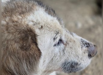 Bello - Altersruhesitz gesucht